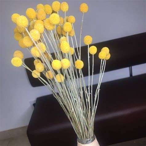 Stems Dried Billy Ball Dry Craspedia Golden Ball Billy Buttons Dried