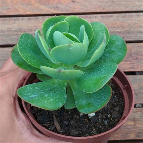 Echeveria Monalisa Tudo Sobre Essa Suculenta Guia Das Suculentas