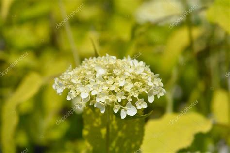 Hortensia Lisa Flores De Annabelle Nombre Latino Hydrangea Arborescens Annabelle 2024