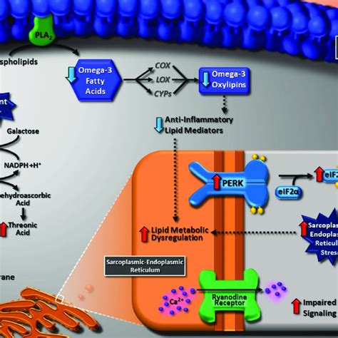 Observed impact on sarcoplasmic reticulum structure and function in ...