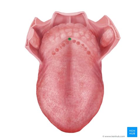 Língua Humana Anatomia Embriologia Músculos Kenhub