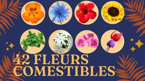 Voici la liste de 42 fleurs comestibles à déguster YouTube