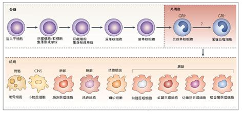 巨噬细胞macrophage系列介绍一 靶点科技（北京）有限公司