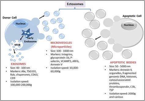 Schematic Representation Of Major Subtypes Of Evs Exosomes