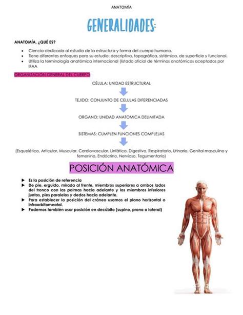 A Bordo Aislamiento Folleto Generalidades De Anatomia Condimento