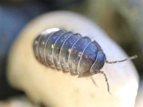 The Ultimate Guide To Pill Bugs In Az Arizona Sow Bug Information