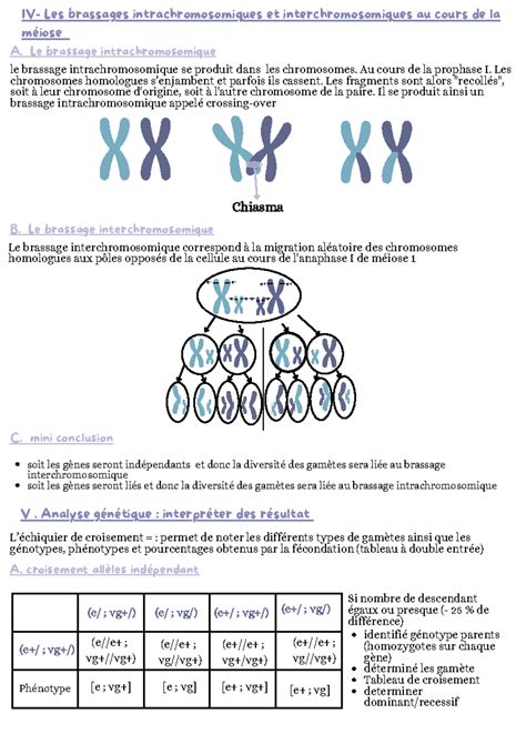 Chapitre Lorigine Du G Notype Des Individus Ph Notype Iv Les