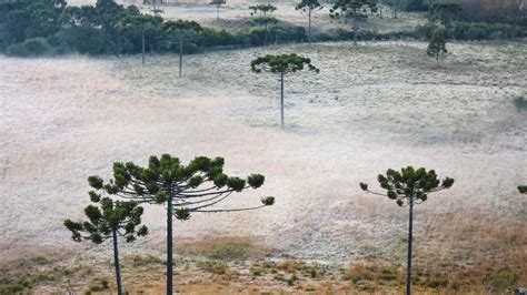 Geada Cobre Vegeta O Na Serra De Sc Em Amanhecer Abaixo De C