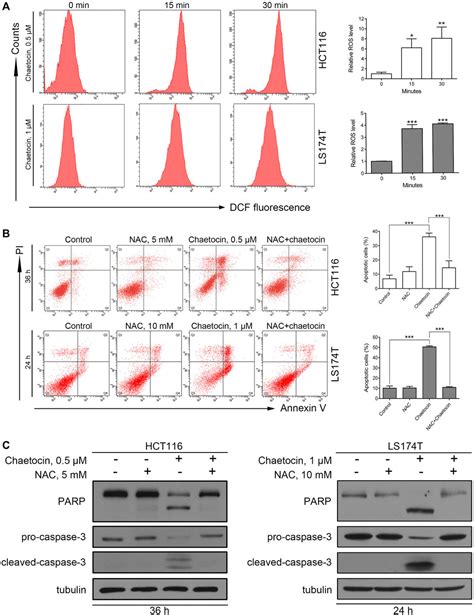 Frontiers ROS JNK C Jun Pathway Is Involved In Chaetocin Induced