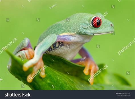 Agalychnis Callidryas Known As The Red Eyed Treefrog Is An Arboreal