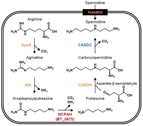 Polyamine Biosynthetic Pathway In B Thetaiotaomicron The Pathway Is