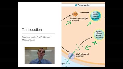 Signal Transduction In Plants YouTube