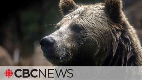 Rare grizzly bear attack in Alberta kills couple during backcountry ...