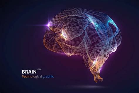 Diagrama Del Cerebro Humano Imágenes De Stock De Arte Vectorial