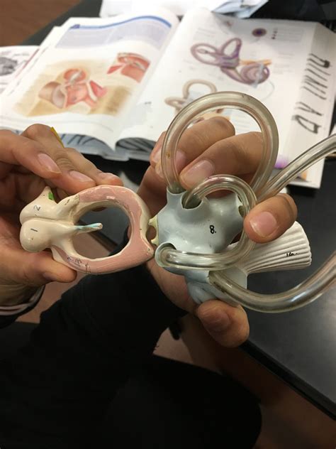 The ear model (ossicles) Diagram | Quizlet