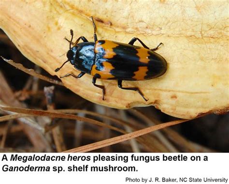 Megalodacne Pleasing Fungus Beetles | NC State Extension Publications