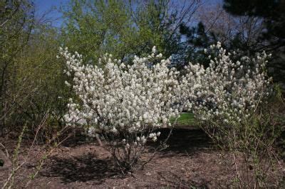 Shadblow Serviceberry Amelanchier Canadensis Hort Answers Landscape