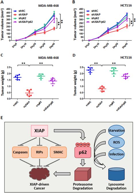 Xiapp Axis Facilitates Tumor Growth In Mice A B Xiapp Enhances