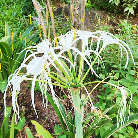 WHITE SPIDER LILY - Woodlands Botanical Garden