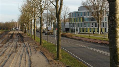 Groenlinks Wil Opheldering Over Bomenkap Barendrecht Rotterdam Adnl