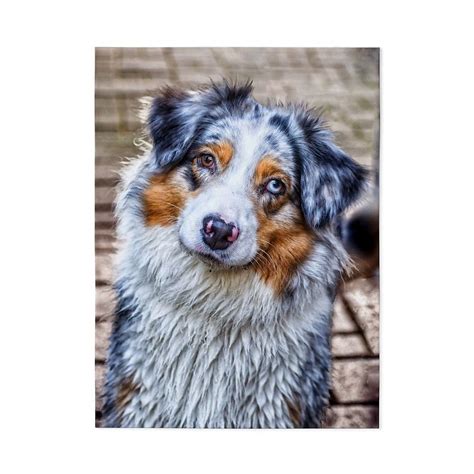 CafePress - Australian Shepherd - Large Plush Fleece Throw Blanket, 80 ...