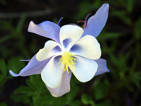 Columbine Colorado State Flower Photograph By Marilyn Hunt Fine Art America