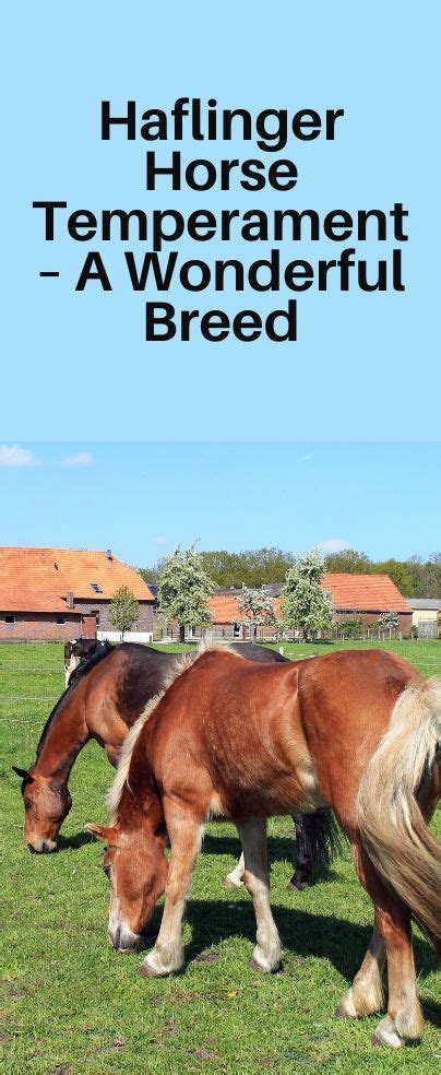 Haflinger Horse Temperament – A Wonderful Breed