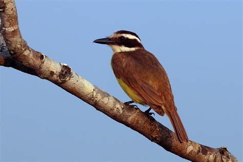 Bienteveo Común Aves De Rionegro Ant · Naturalista Colombia