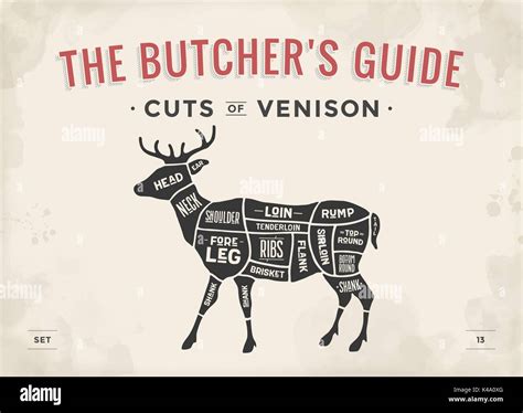 Cut Of Meat Set Poster Butcher Diagram Scheme Venison Stock Vector