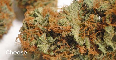 Cheese Strain Information | Cannafo | Marijuana | Cannabis | Cannafo.com