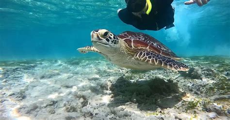 Northern Coast Gili Islands Private Snorkeling Day Tour From Lombok Klook