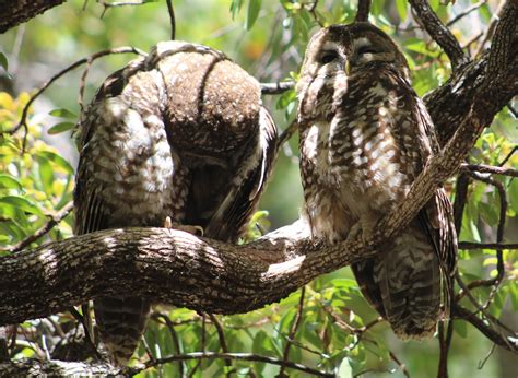 Tommy Ds Birding Expeditions The Mexican Spotted Owl