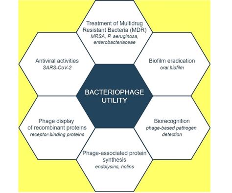 Multi-Drug Resistant Phage Therapy at Bertha Prater blog