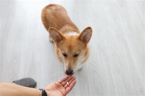 How Much Is Trilostane For Dogs