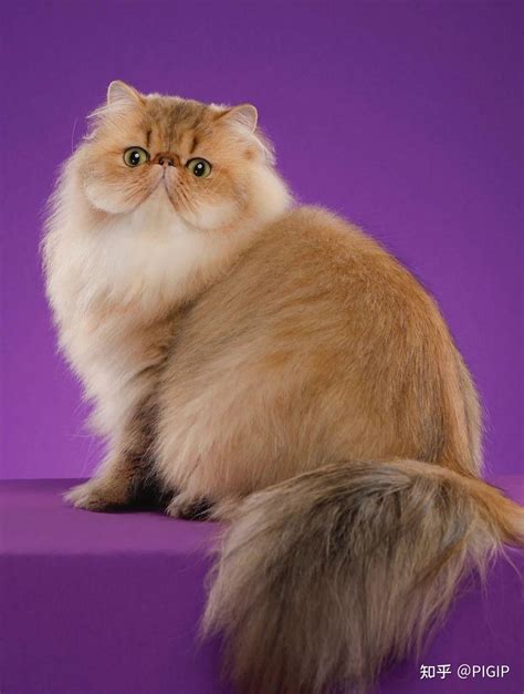 长毛猫有哪些品种？ 知乎