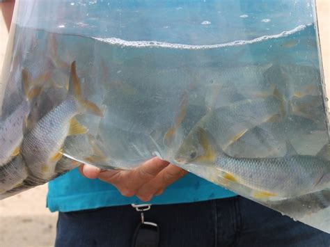 G Mais De Mil Peixes S O Soltos No Rio S O Francisco Em A O