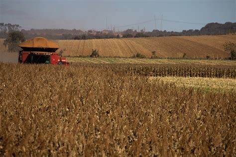 Seca reduz produção de milho safrinha em 19 23 e traz perdas para as