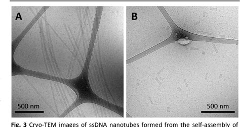 Figure 1 From DNA Nanotubes And Helical Nanotapes Via Self Assembly Of