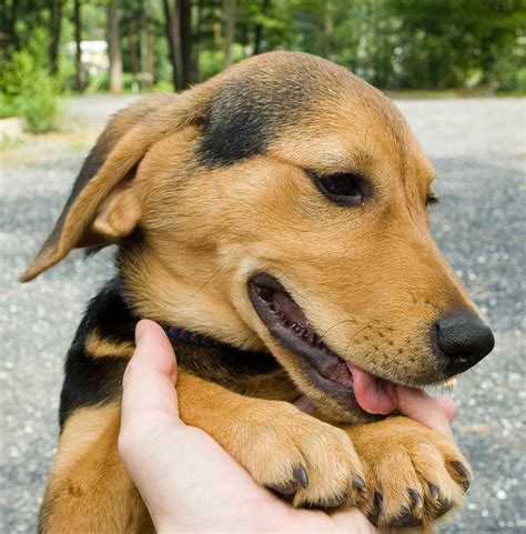 My New Puppy Golden Retriever Beagle Mix : r/aww