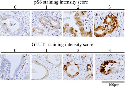 Antibodies Against Ps6 Cell Signaling Technology Inc Bioz