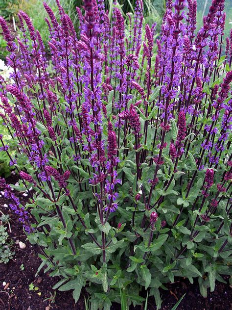 Earthworks St Peter Minnesota Perennial Salvia