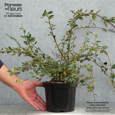 Cotoneaster Lacteus Cotoneaster Laiteux Persistant Fruits Rouges