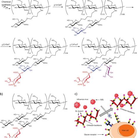 Functionalized Chitosan Conjugates A Synthesis Of Sialyl Lewis Download Scientific Diagram