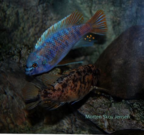 Labeotropheus Fuelleborni Chiwi Rocks