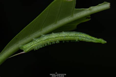 Caterpillar Macroglossum Sp Inglourious Reptiles Flickr