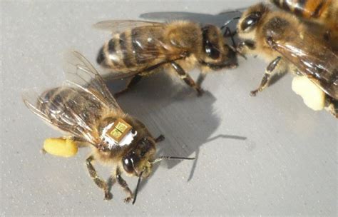 Neonicotinoid Pesticides Tied To Crashing Bee Populations 2 Studies Find