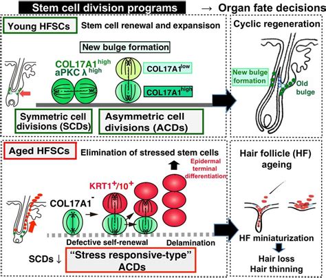 Schematic Model Of The Distinct Types Of Stem Cell Divisions Determine Download Scientific