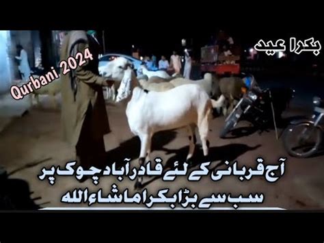 Qadra Bad Choak Kasur Ki Qurbani Ka Liay Janwer Kasur Bakra Mandi