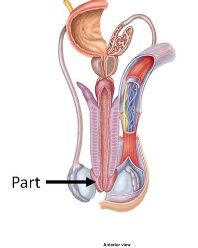 Male Reproductive Anatomy Packet Flashcards Quizlet