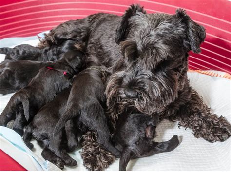 Perché il mio cane ringhia o morde i suoi cuccioli